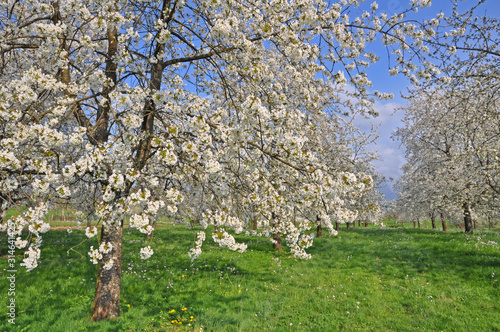 cerisiers en fleurs au printemps