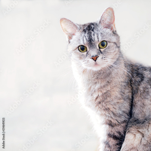 Gray-blue cat with green eyes.