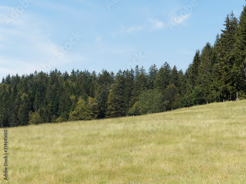 Mischwaldlandschaft mit hohen Wei  tannen  Abies alba  im Schwarzwald