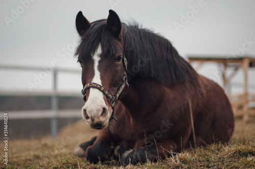 Fényképezés portrait of old mare horse in halter laying on ground in paddock