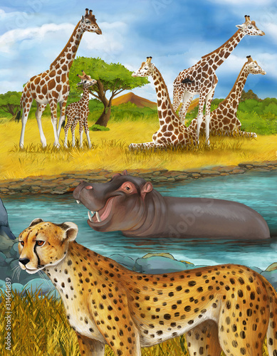 cartoon scene with cheetah cat hippopotamus hippo swimming in river near the meadow and some giraffes resting illustration for children