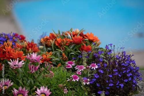 Mixed flower bed
