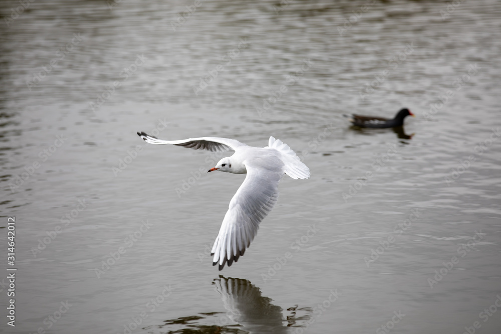 Seagull swooping over water