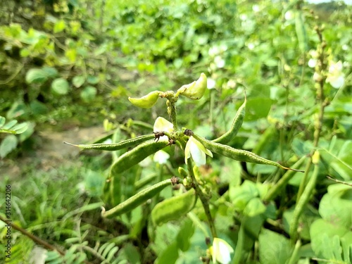 Green bean trees and green beans,leaf,white flower.