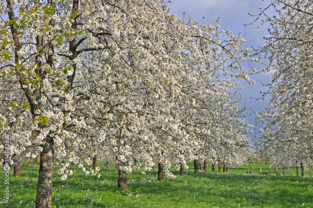 Fototapeta premium cerisiers en fleurs au printemps