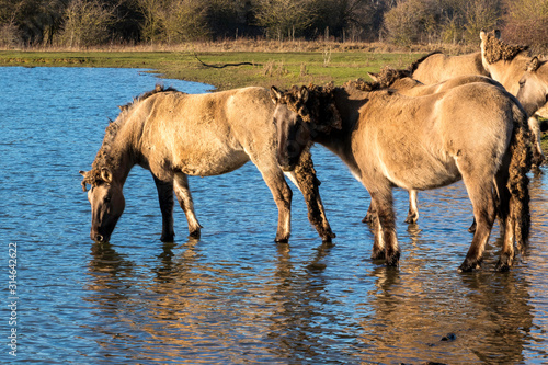 Un troupeau de chevaux assoiffé