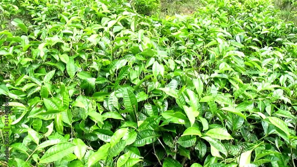 tea plantations, green tea leaves swaying in the wind tea plantations, green tea leaves swaying in the wind