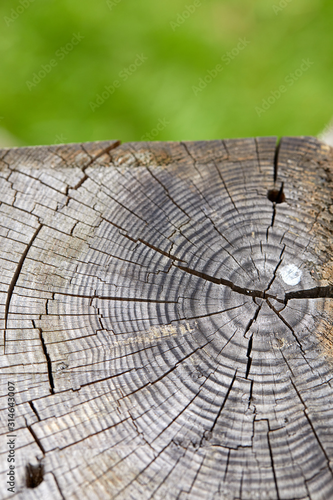 Fototapeta premium old wooden texture for background