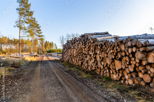 View of a stack of firewood for the winter. Logging industry. Czech Republic.