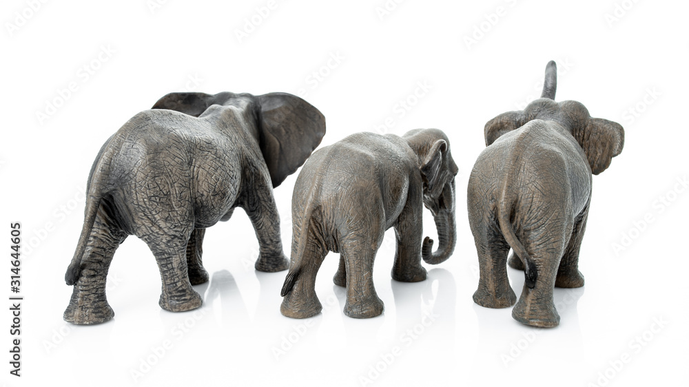 Obraz premium Elephant family. Backside of the elephant isolated on white background.
