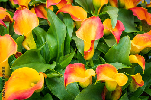 Bouquet of multicolored calla lilies. Floral pattern