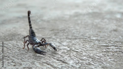 Scorpion running on ground. Asian Black scorpion close up view