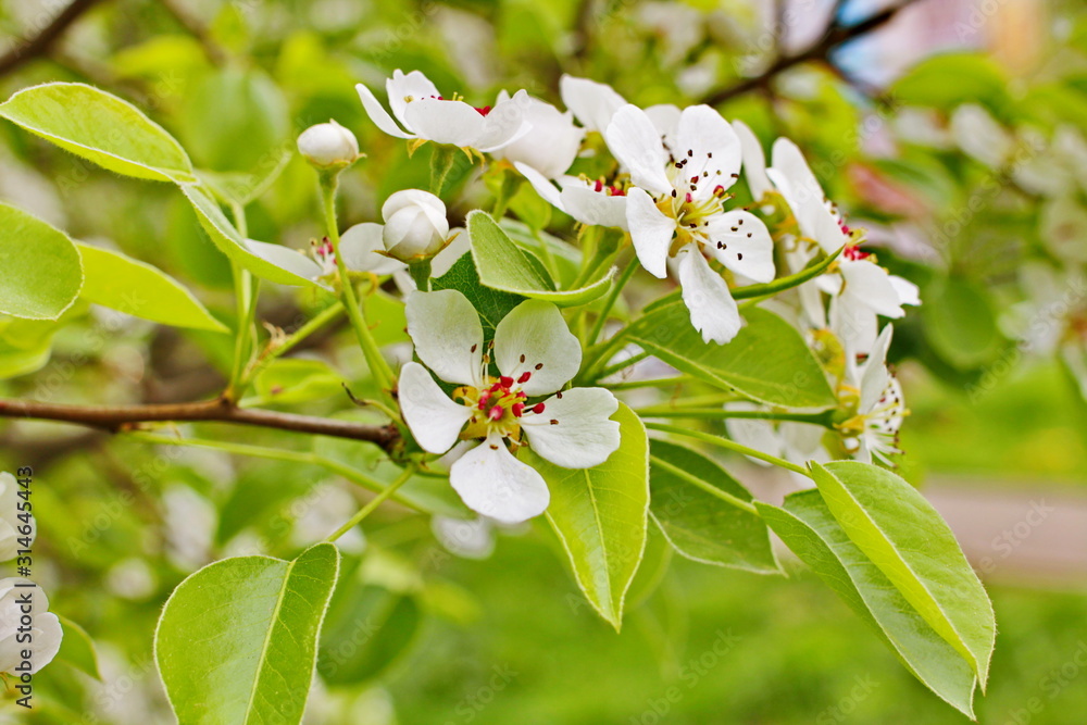 Fototapeta premium amazingly beautiful many tree branches white flowers, Apple buds garden spring nature open flower seed-bearing part of the plant, stamens, pedicels, surrounded by a brightly colored Corolla, petals