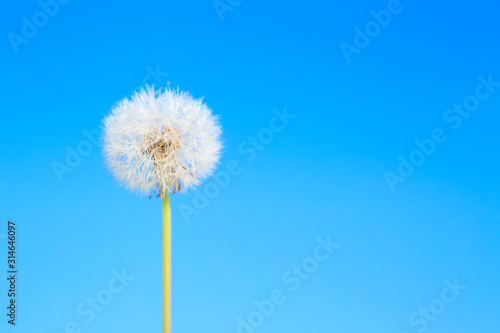 Dandelion abstract blue background. White blowball over blue sky and copy space. Shallow depth of field.