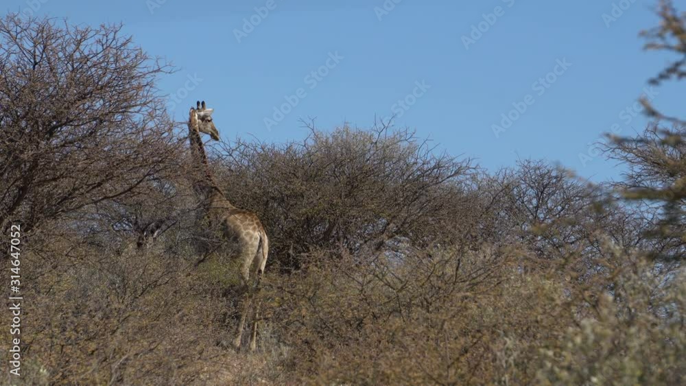 giraffe in the bush, south africa giraffe in the bush, south africa