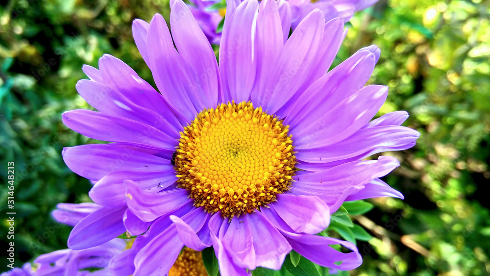 Obraz premium Colorful strawflowers, Scientific name is Helichrysum bracteatum