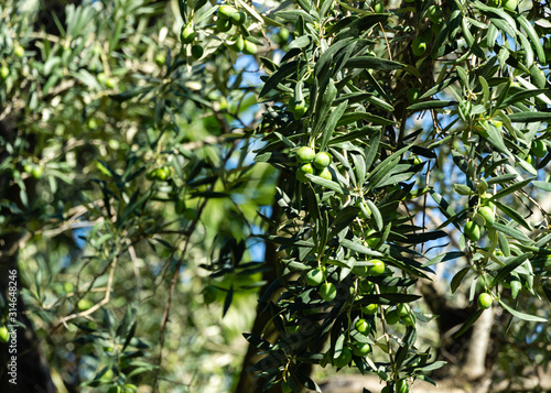 Close-up beautiful green olives on branches Olive trees  Olea europaea  in relic 200 year old olive grove in Aivazovsky landscape park  Park Paradise  in Partenit  Crimea. Selective focus