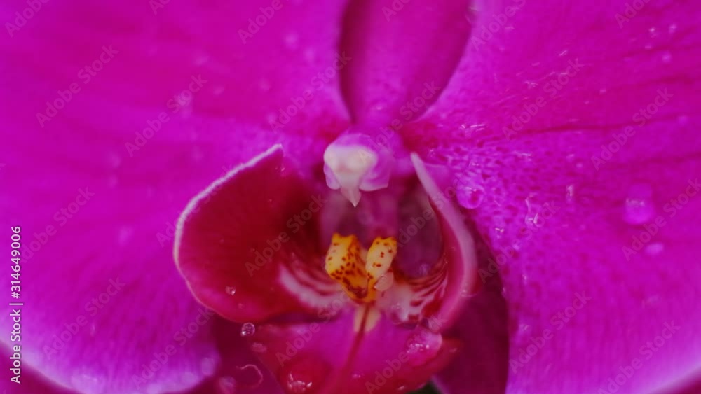 Pink orchid in the rain. Close up. Slow motion Pink orchid in the rain. Close up. Slow motion