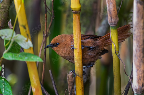 Rufous Wren - Cinnycerthia unirufa, small shy rufous wren from from western Andean slopes, Yanacocha, Ecuador. photo