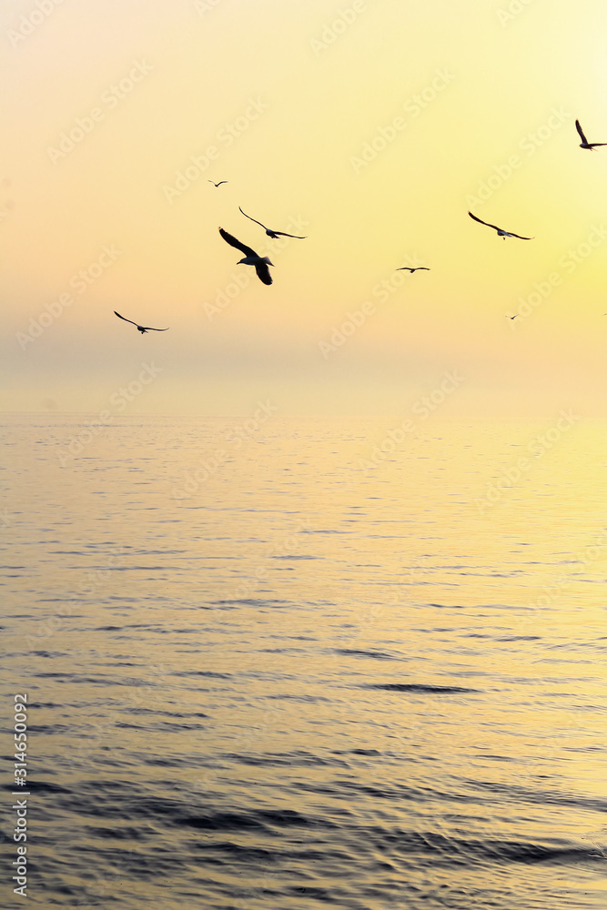 Möwen bei Sonnenuntergang auf dem Mittelmeer