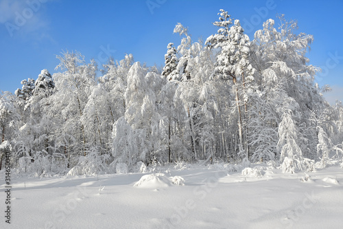 Russia. Snowy winter in the Russian forest