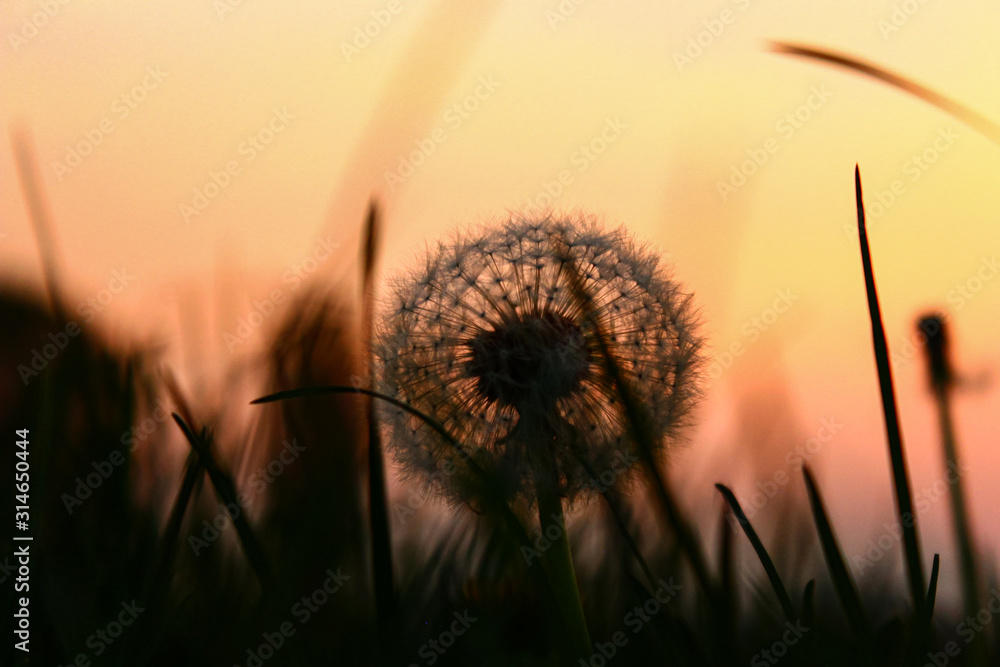 Pusteblume auf dem Feld bei Sonnenuntergang