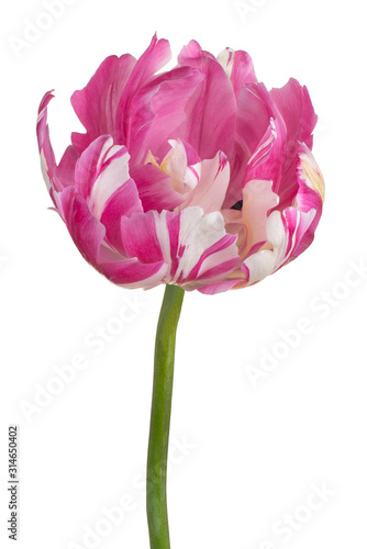 Wallpaper Mural tulip flower isolated