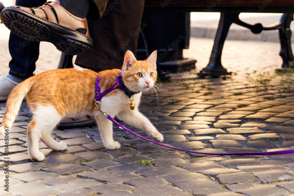 Cute red kitten on a leash