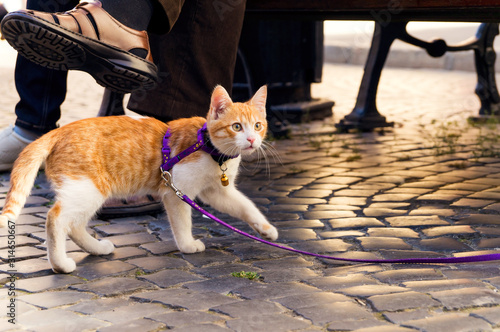 Obraz na płótnie Cute red kitten on a leash w salonie