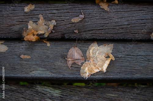 autumn leaves on wooden background