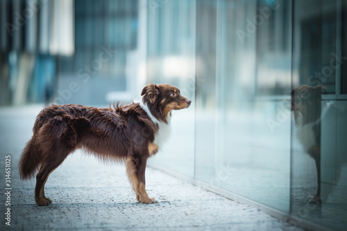 Asutralian shepherd - in city