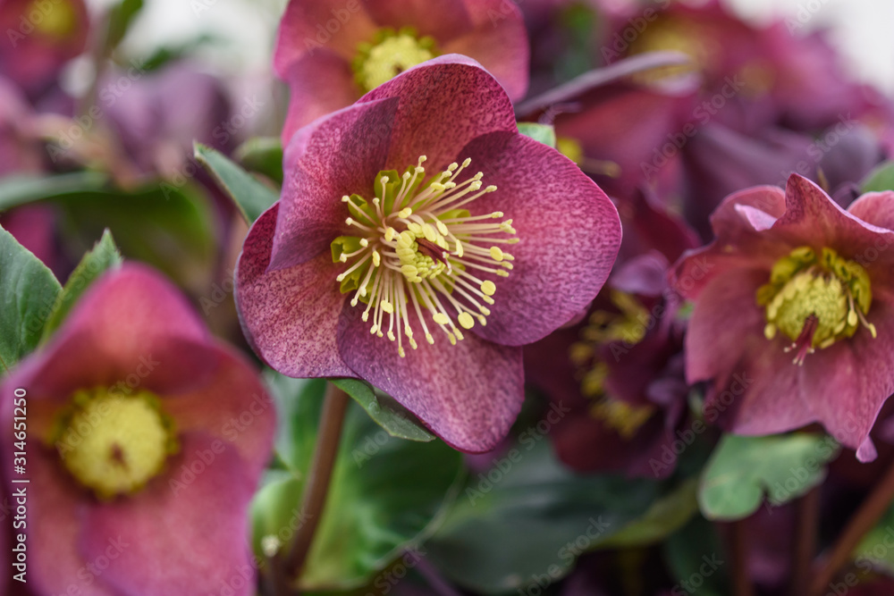 Obraz premium クリスマスローズ