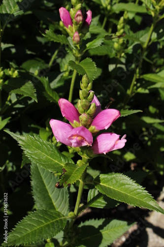 "Pink Turtlehead" flower (or Twisted Shell Flower) in St. Gallen, Switzerland. Its Latin name is Chelone Obliqua, native to eastern USA.