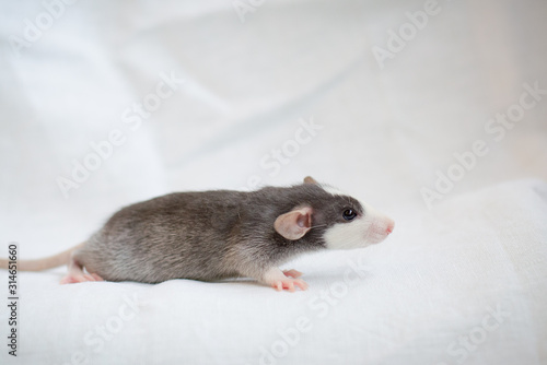 portrait of little young pet black husky rat on light blanket background