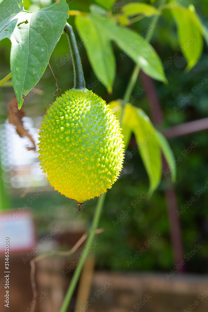 Fresh Gac fruits on the tree Fresh Gac fruits on the tree