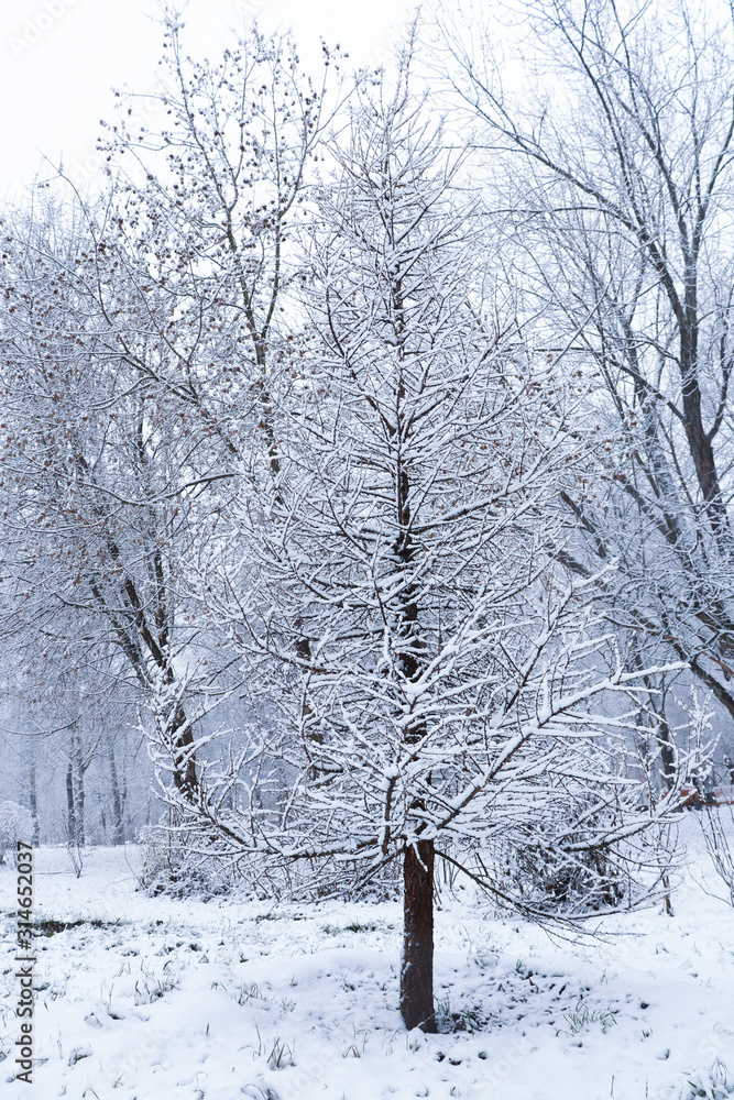 Fototapeta premium winter in forest