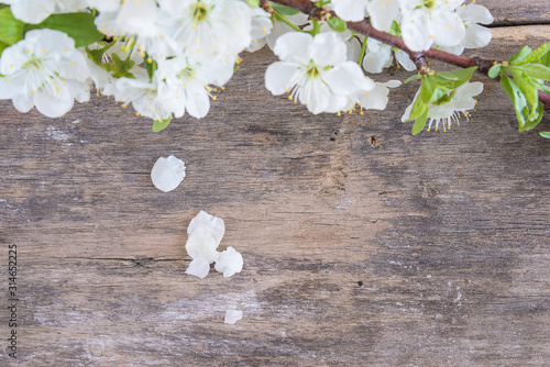 Old wooden background with blooming pear twig