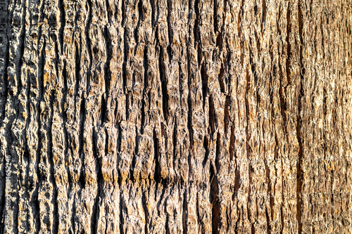 Old wooden shabby part of the trunk of a tree close up. The texture of the brown bark of the wood used as a natural background, filling a frame.