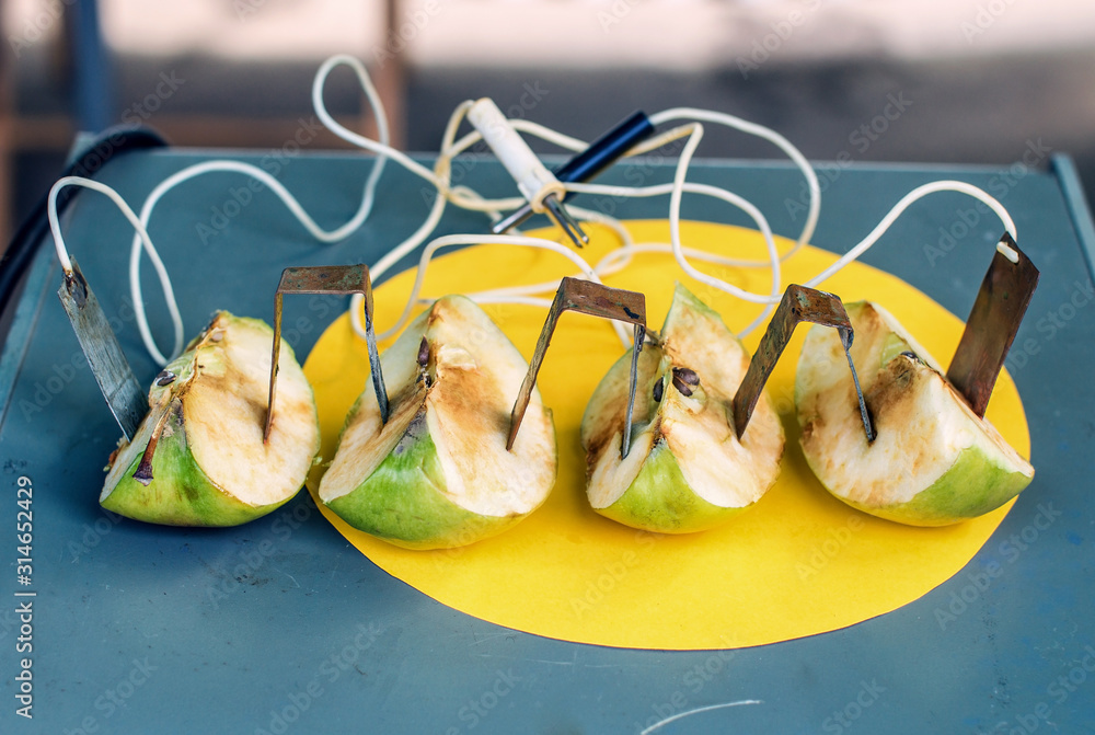 Experimental science for kids - producing electricity with apples and copper plates (apple batteries)
