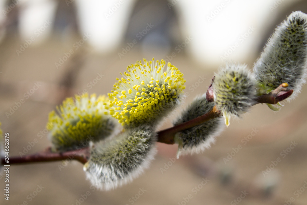 Willow branches in the spring. Symbol of Easter in some countries Willow branches in the spring. Symbol of Easter in some countries