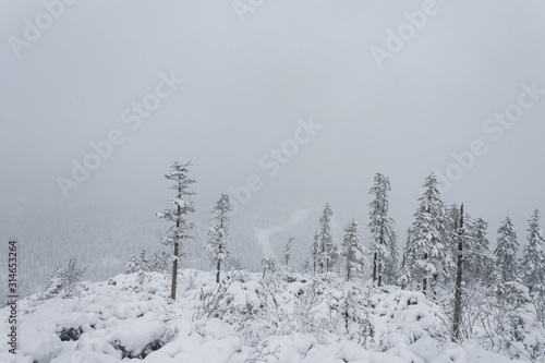Winter forest snowy taiga hills Beautiful beautiful nature of Russia. Taiga forest in winter. Frosty snowy overcast weather