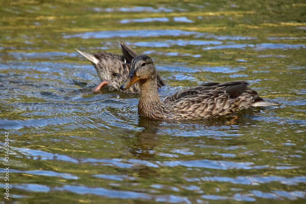 Ducks Ducks
