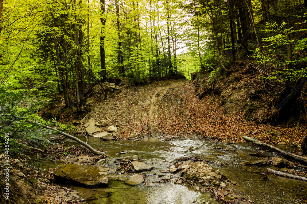 Obraz premium a forest river