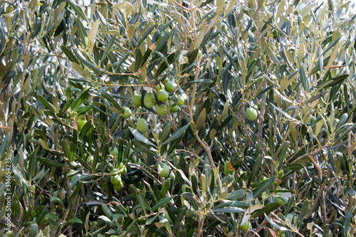 Wallpaper Mural Harvest olives in Sicily Torontodigital.ca