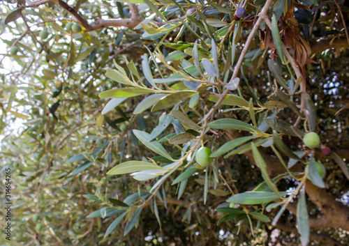 Wallpaper Mural Harvest olives in Sicily Torontodigital.ca