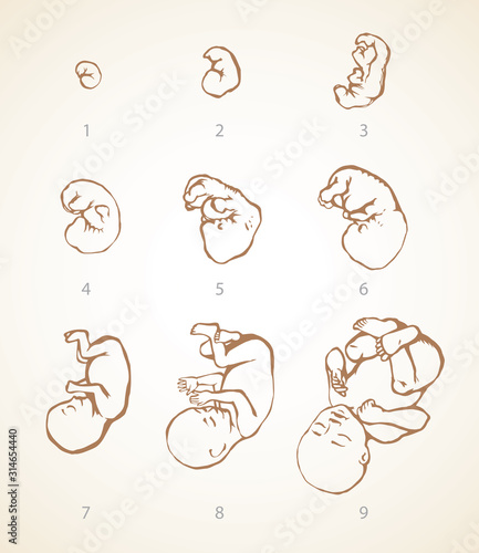 The development of the fetus of the child. Vector drawing