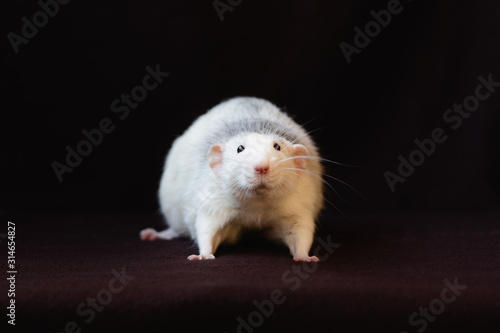 portrait of cute pet black husky rat isolated on dark background