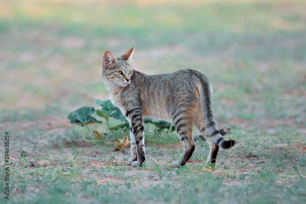 African wild cat (Felis silvestris lybica) in natural habitat, Kalahari desert, South Africa. African wild cat (Felis silvestris lybica) in natural habitat, Kalahari desert, South Africa.