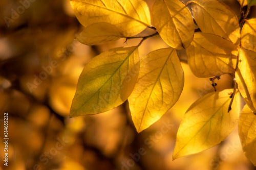 Branch with yellow leaves in sunset colors. Closeup.