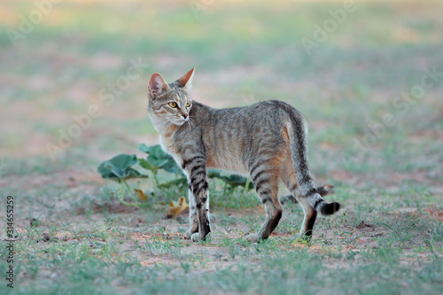 African wild cat (Felis silvestris lybica) in natural habitat, Kalahari desert, South Africa.